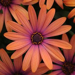 Osteospermum Serenity Bronze