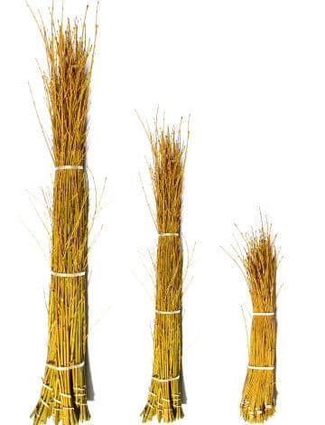 Dogwood Yellow Medium 52"-60"