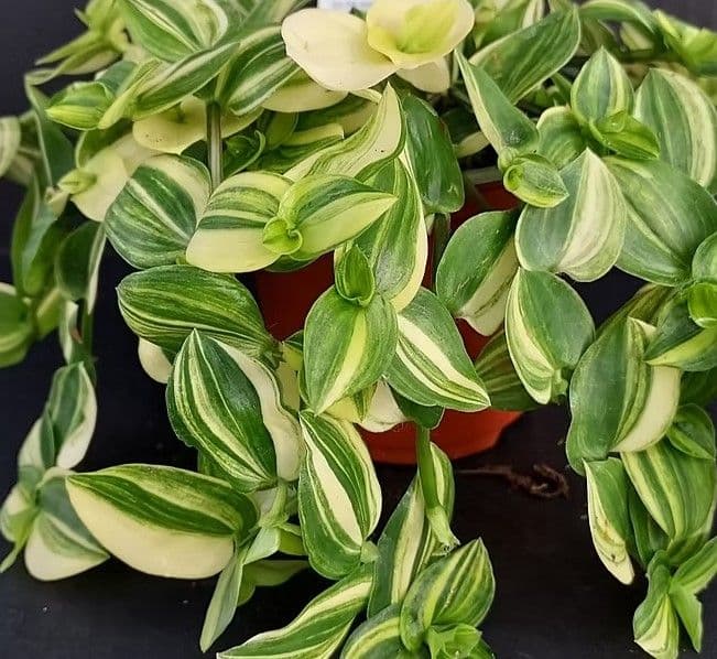 Tradescantia Yellow Zebra