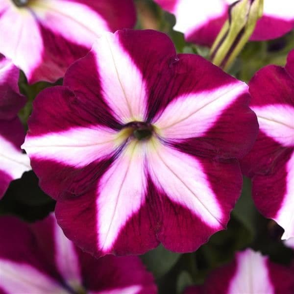 Petunia Cannonball Burgundy Star