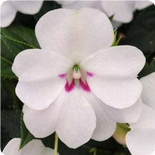 Impatiens Bounce White