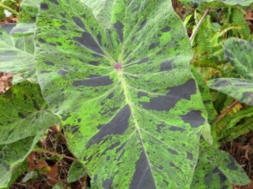 Colocasia Mojito