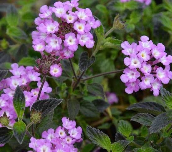 Lantana Purple Falls