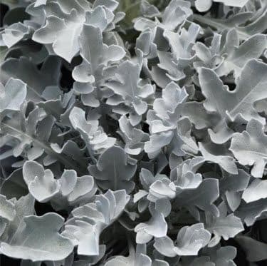 Centaura Silver Swirl