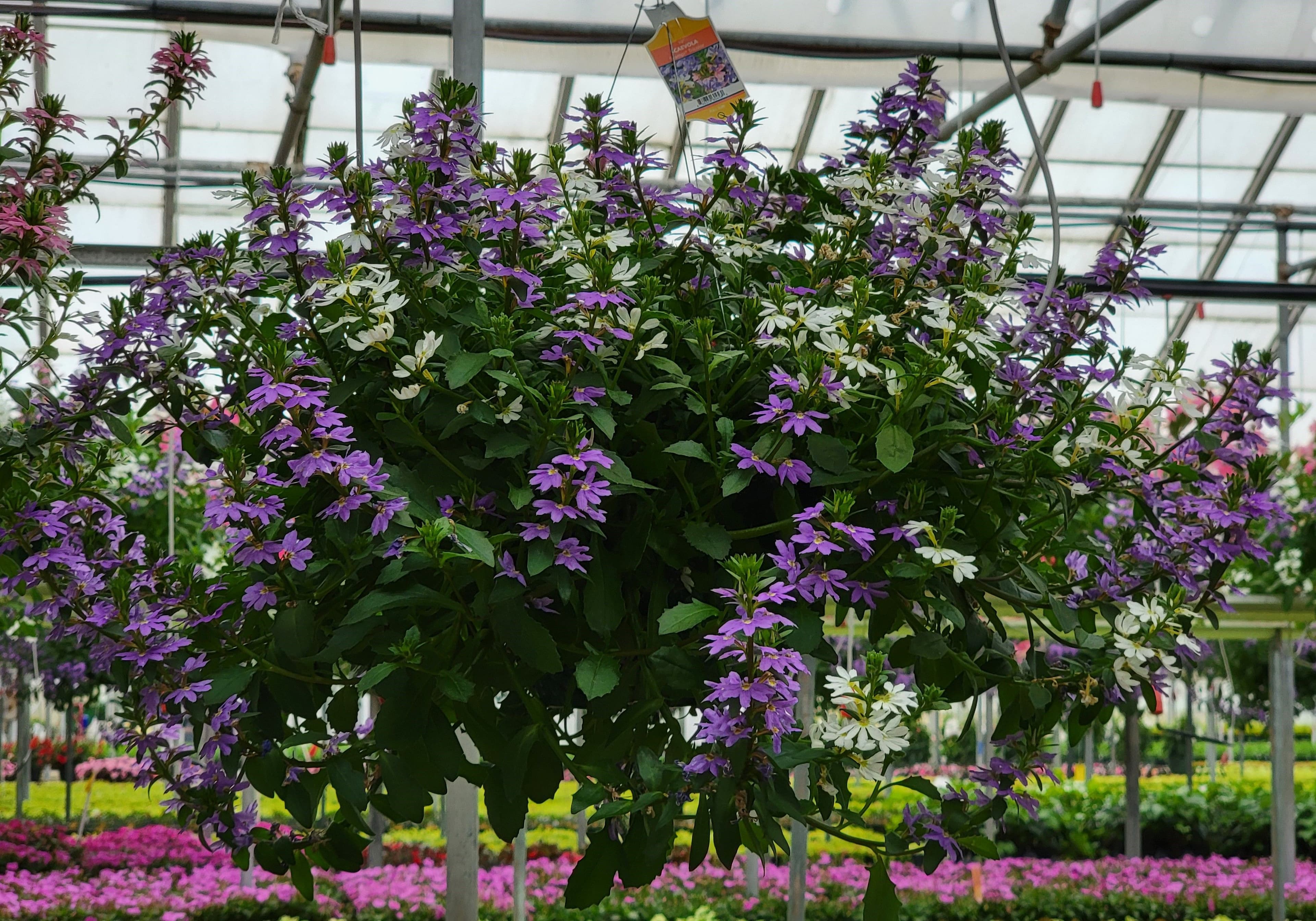 Scaevola Blue