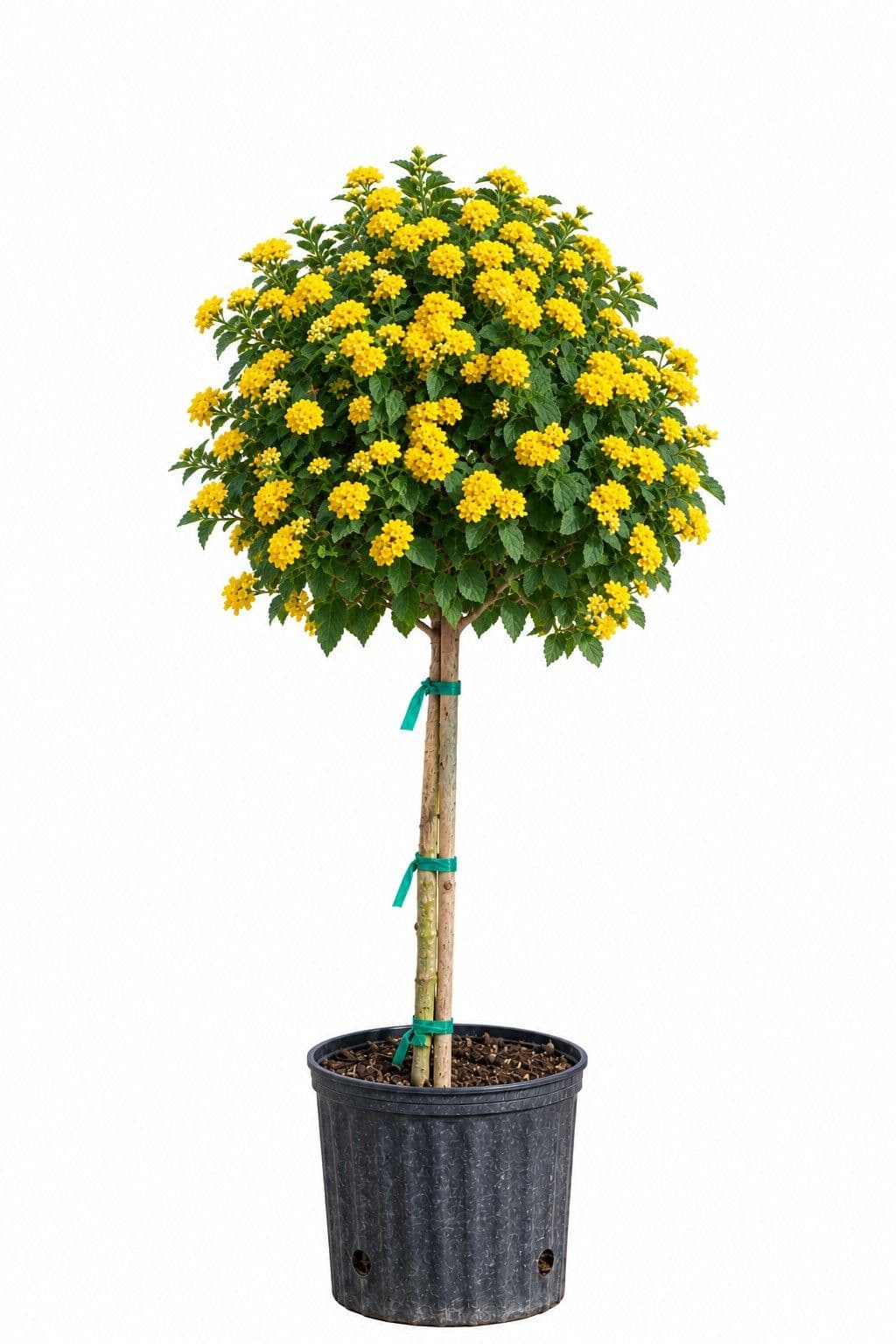 Lantana Standard Asst P10