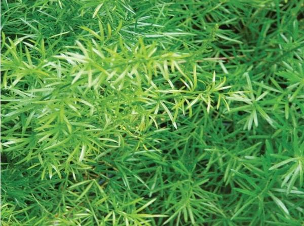 Fern Asparagus