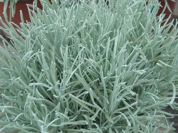 Helichrysum Icicles