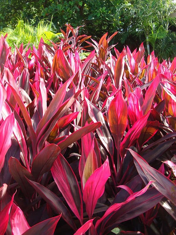 Cordyline Red Sister