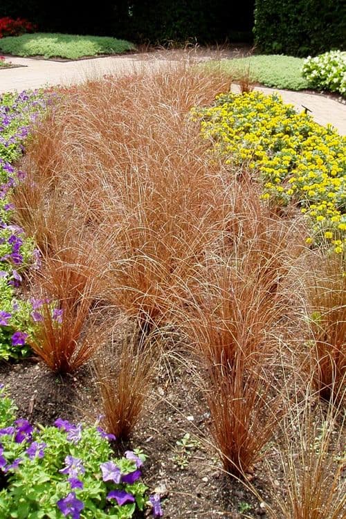 Carex Red Rooster