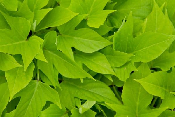 Ipomoea Sweet Georgia Light Green