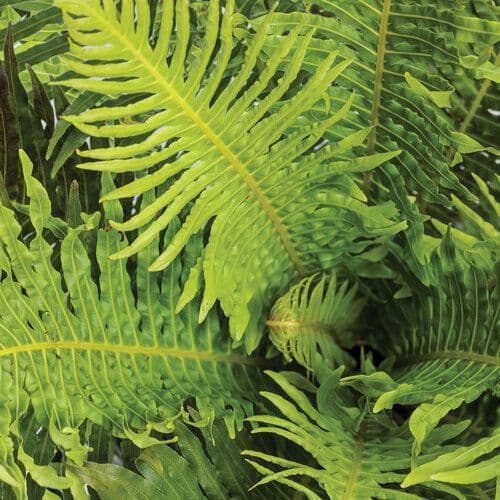 Fern Silver Lady