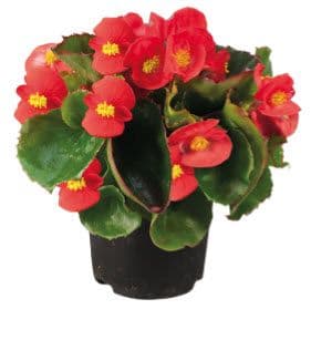 Begonia Super Olympia Red