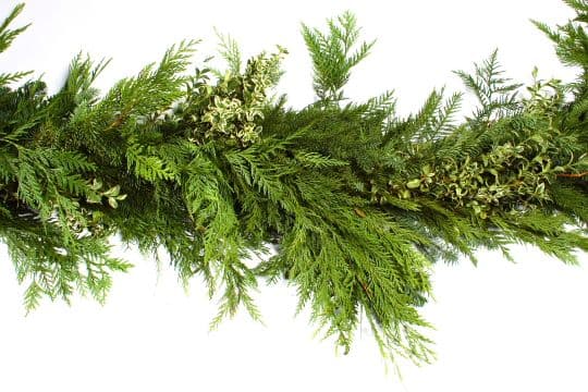 Premium Mixed W/Oregonia 25' Boxed Garland