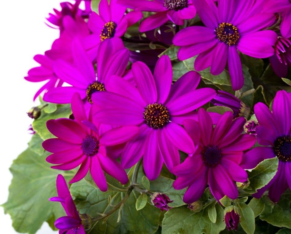 Senetti Epic Cerise