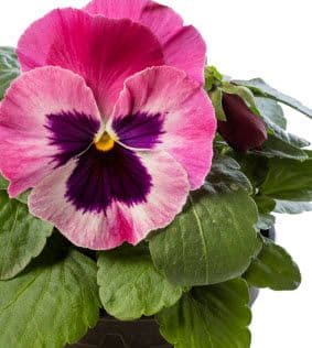 Pansy Select Pink w/ Blotch