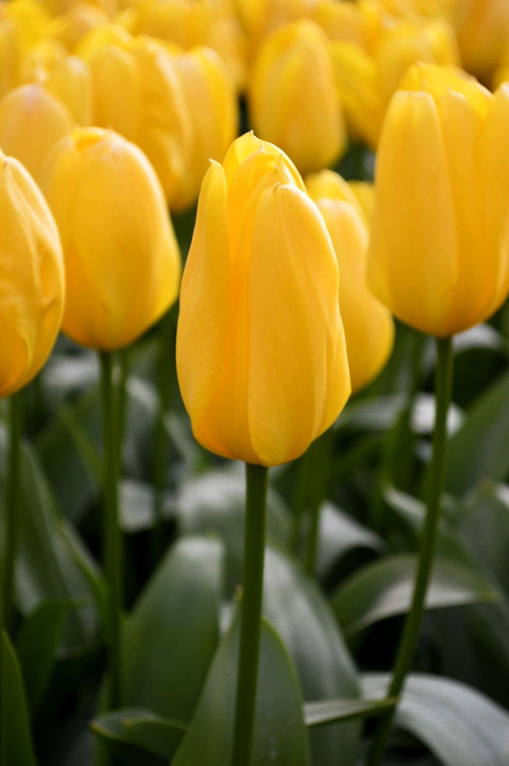 Tulip Yellow 6 Bulbs/Pot