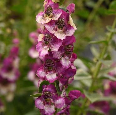 Angelonia Angeldance Fuchsia Bicolor