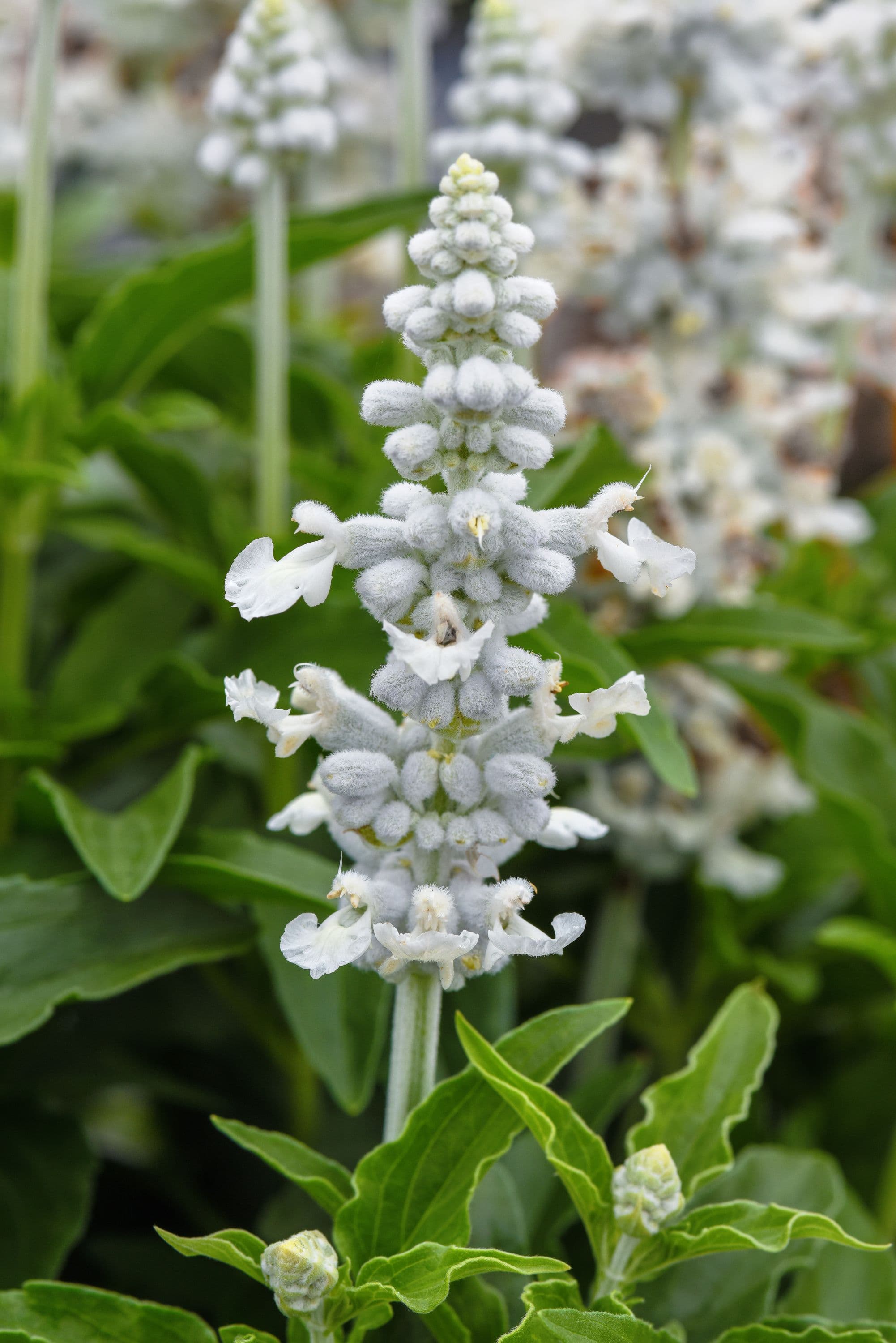 Salvia Mystic White