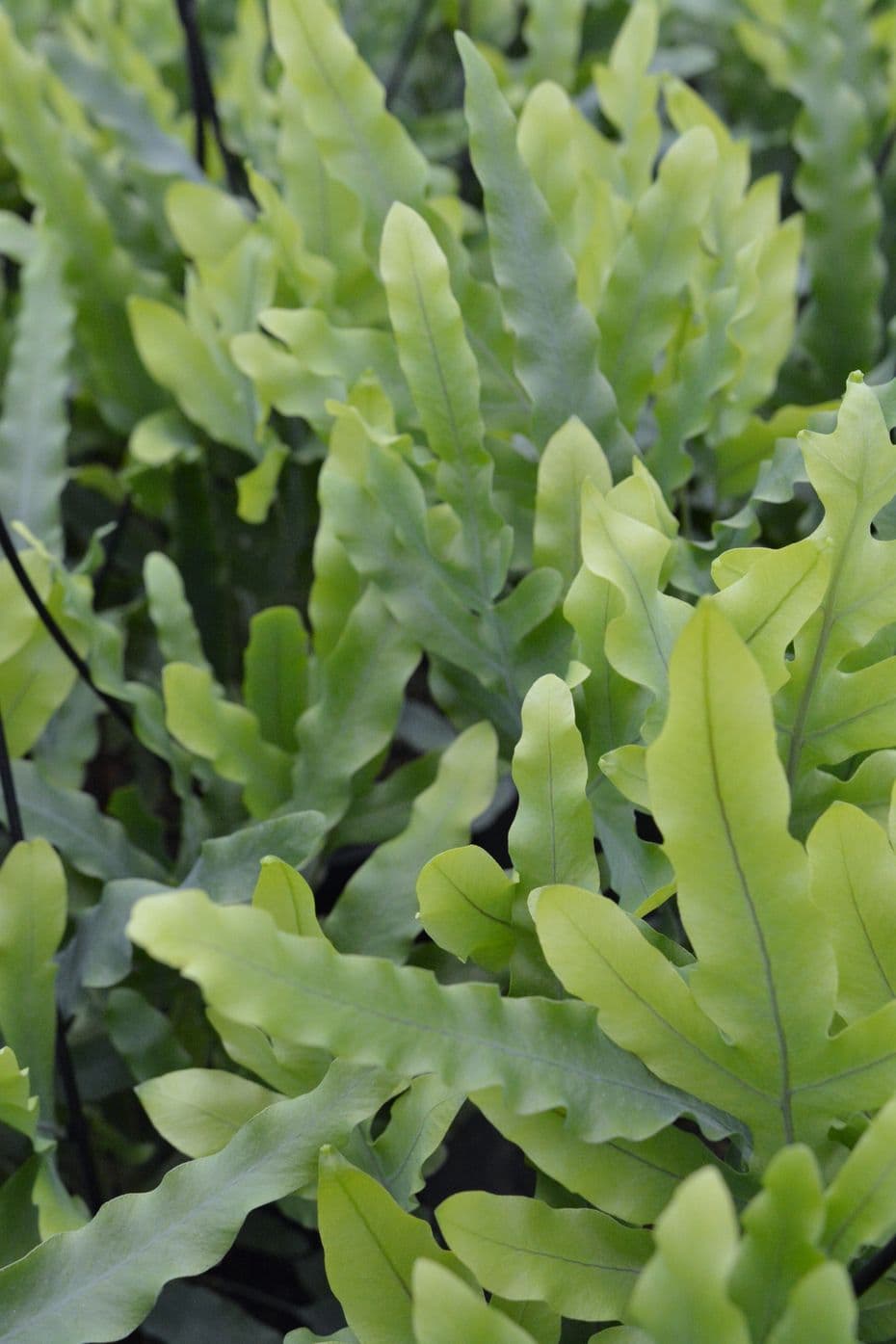 Fern Blue Star