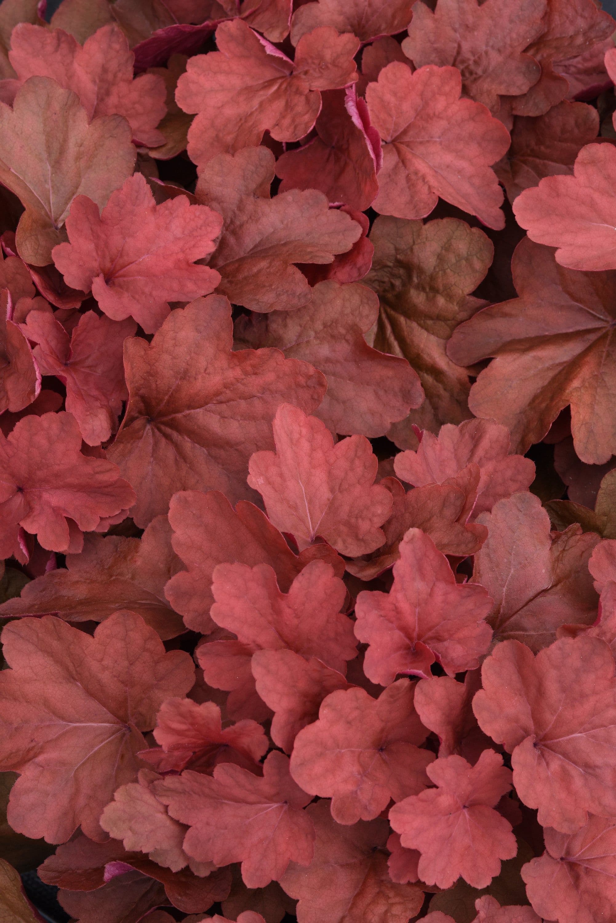 Heuchera Carnival Cinnamon Stick