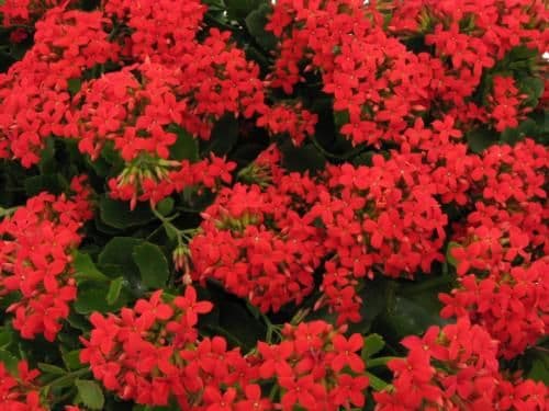 Kalanchoe Red