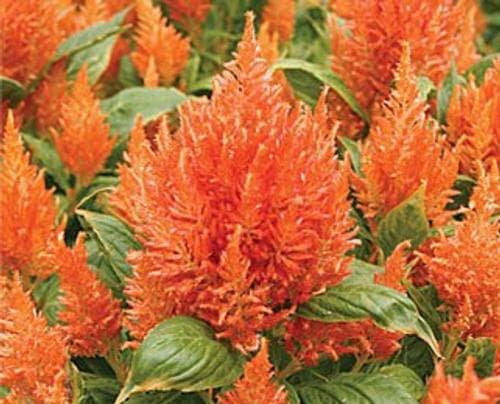 Celosia Fresh Look Orange