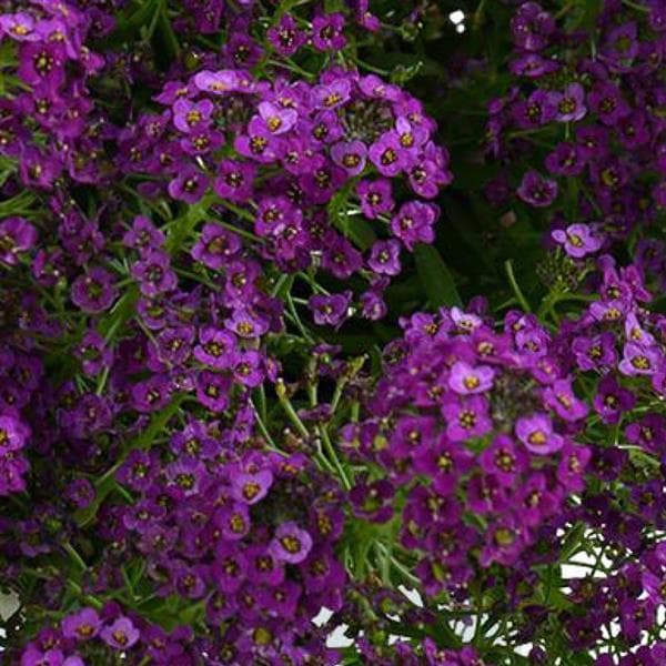 Lobularia Stream Compact Purple