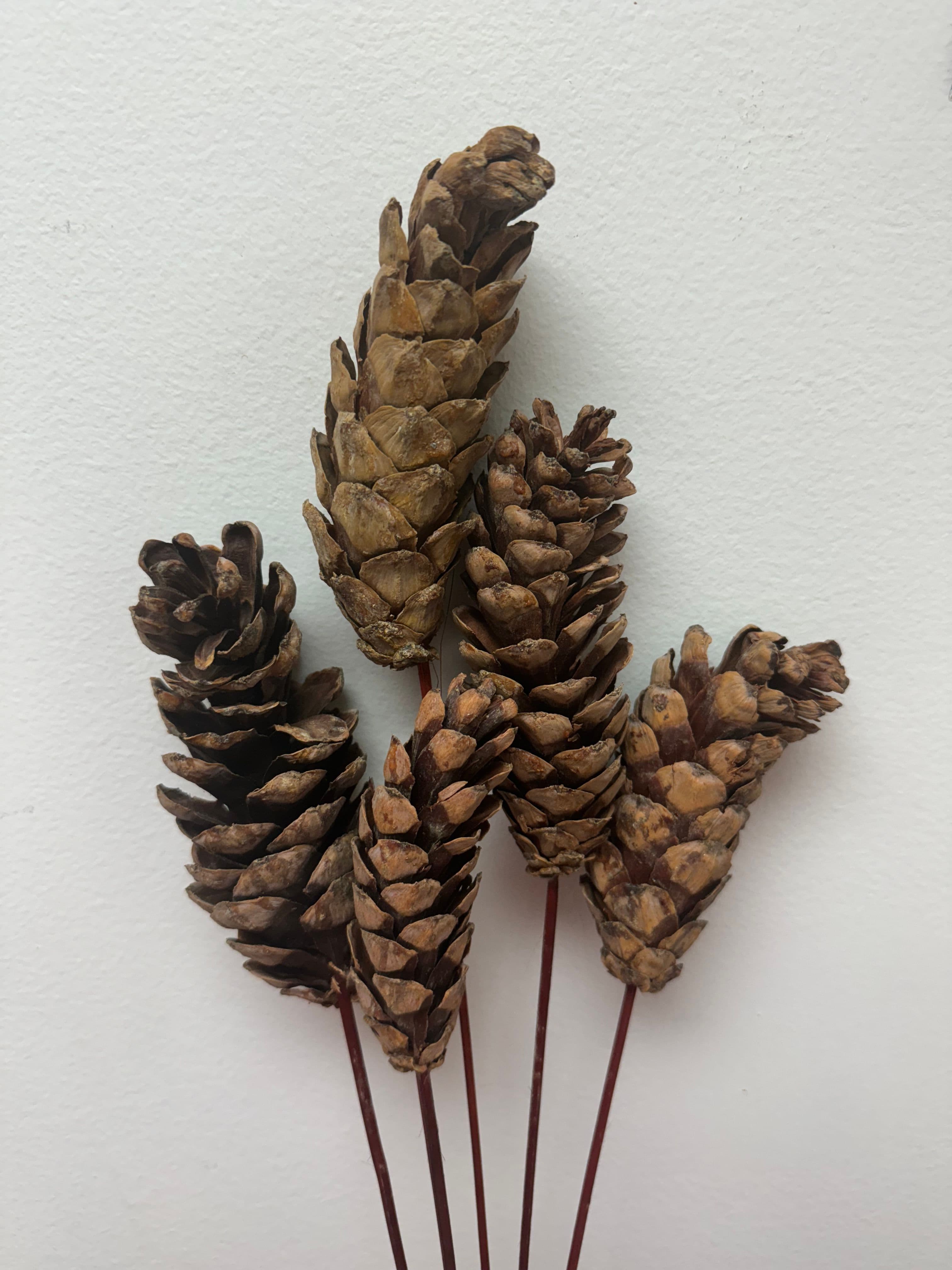 Pine Cone Strobus