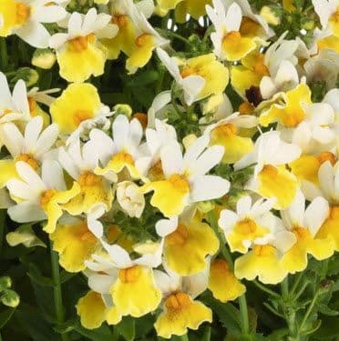 Nemesia Escential Sunberry