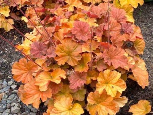 Heuchera Northern Exposure Amber