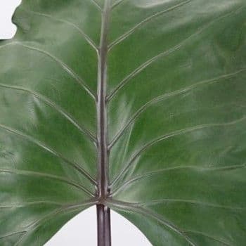 Alocasia Metal Head