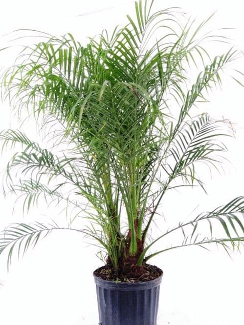 Palm Phoenix Roebelenii