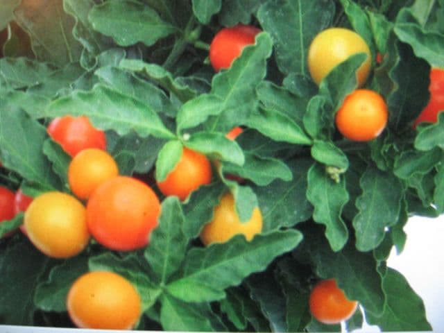 Ornamental Jerusalem Cherry