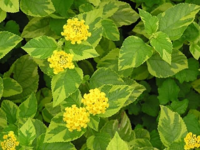 Lantana Samantha Yellow