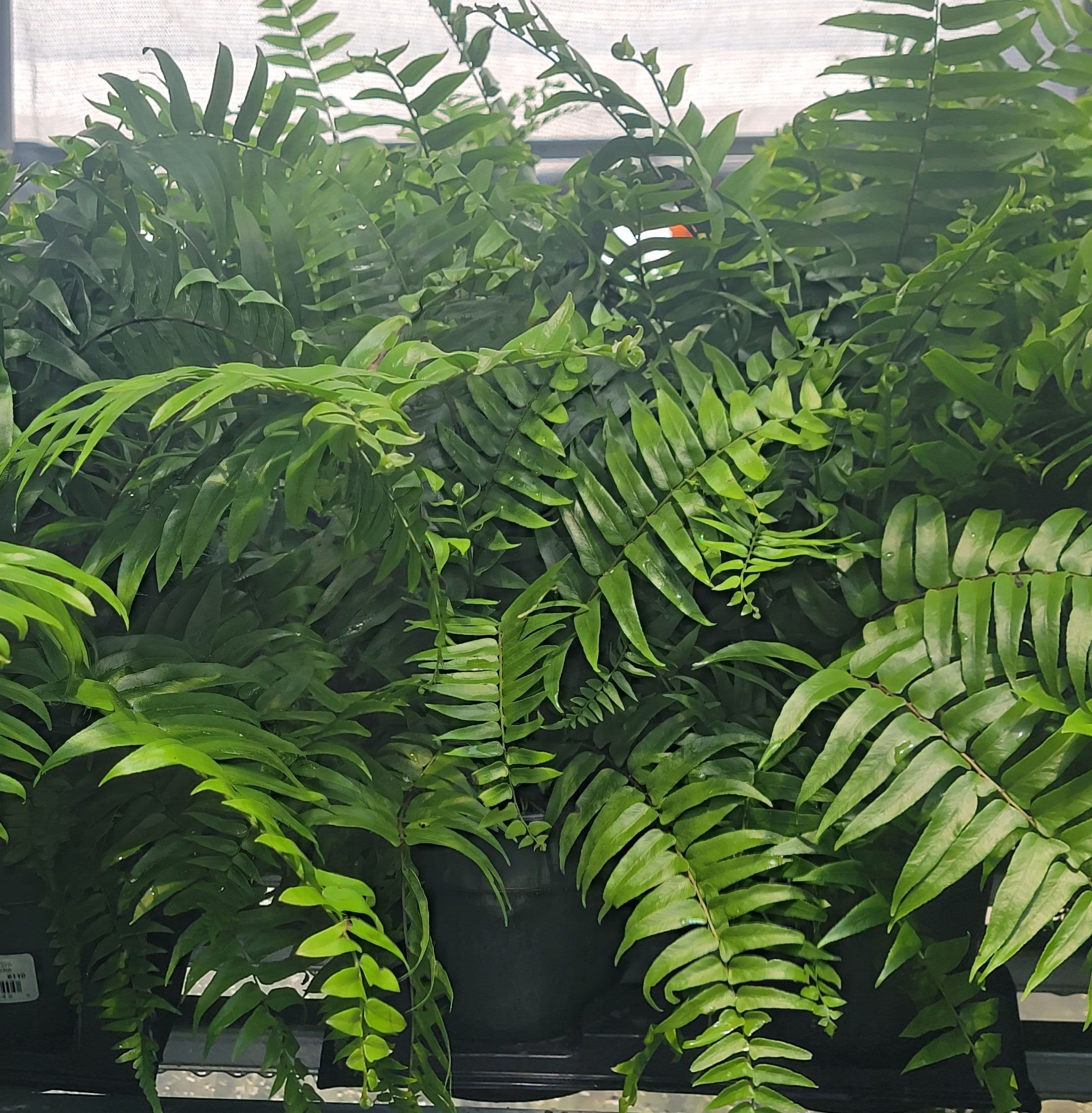 Fern Macho