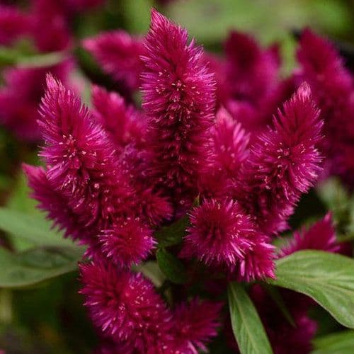 Celosia Intenz Dark Purple