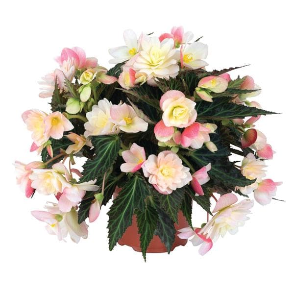 Begonia Iconia Lemon Berry