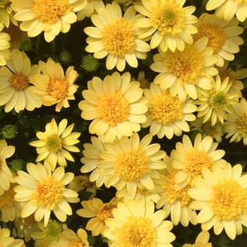 Osteospermum 4D Sunburst