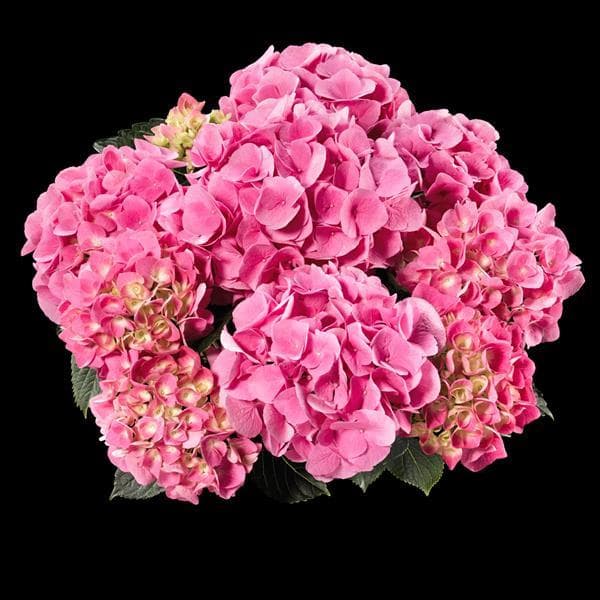 Hydrangea Pink