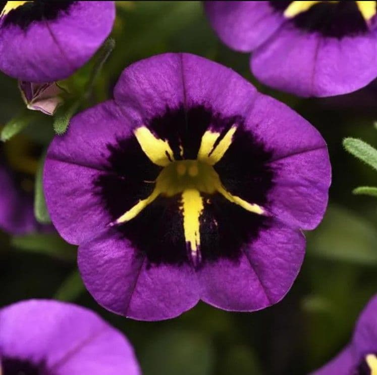 Calibrachoa Cabaret Midnight Kiss