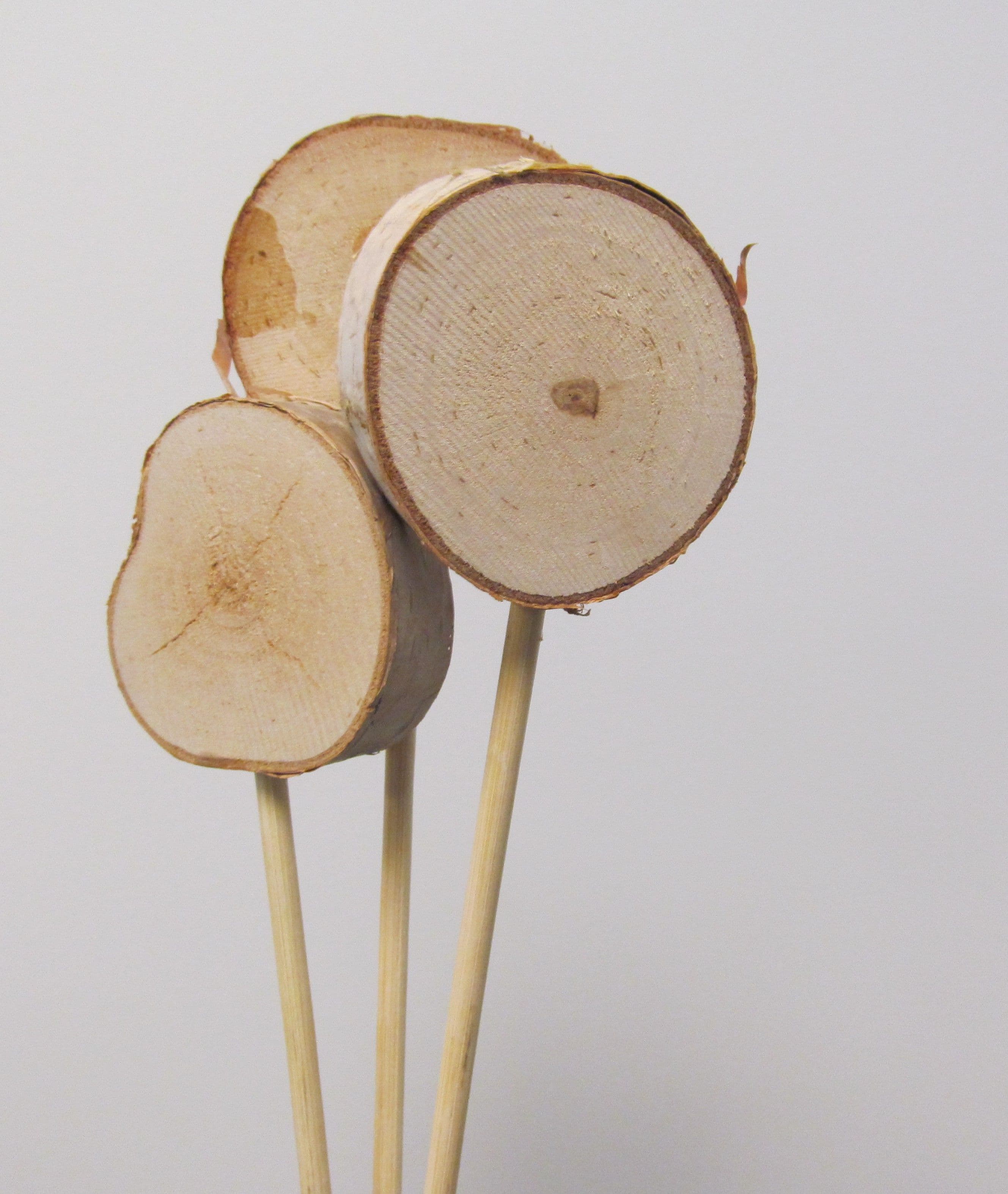 Birch Mini 2-3" Lollipop On 24" Stem