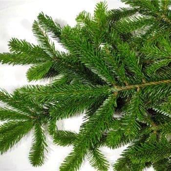 Nordmann Fir Bale