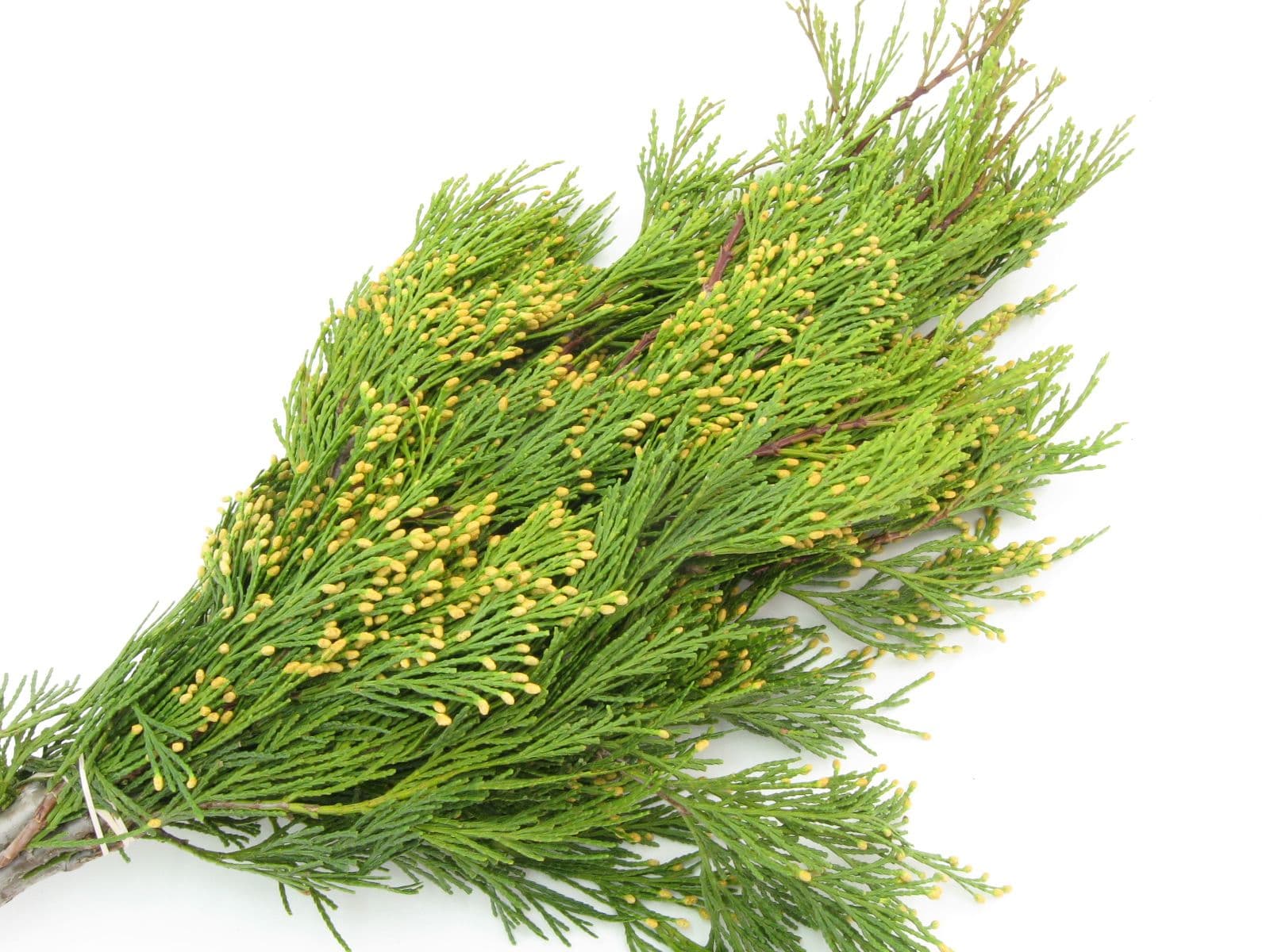 Cedar Incense Bunch