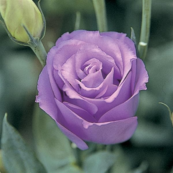 Lisianthus Lovlee Ruffled Lavender