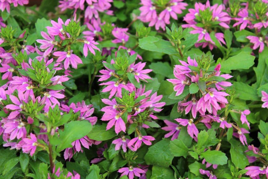 Scaevola Surdiva Fashion Pink