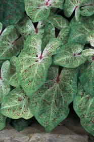 Caladium Miss Muffet