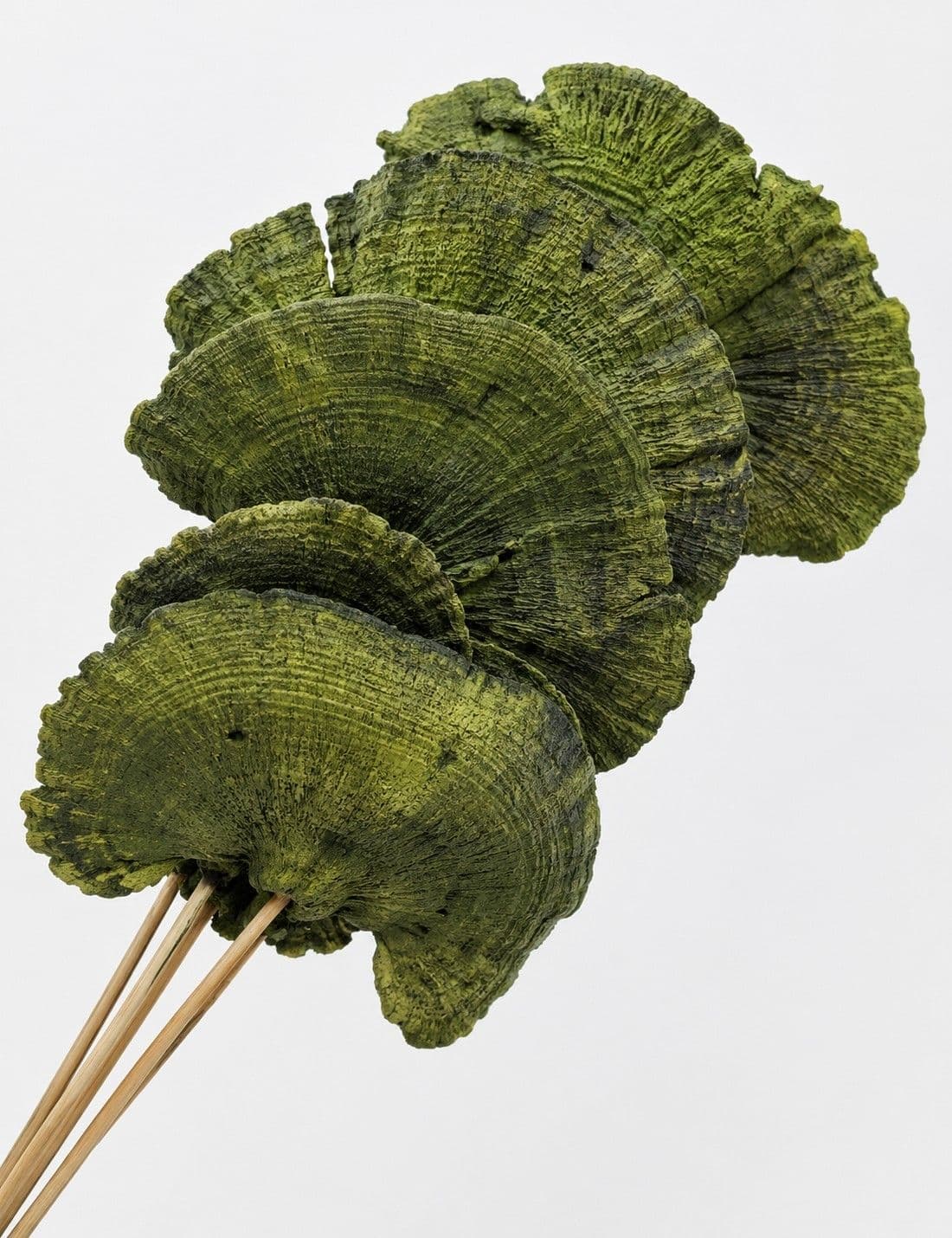 Mushroom Dried Green 15"