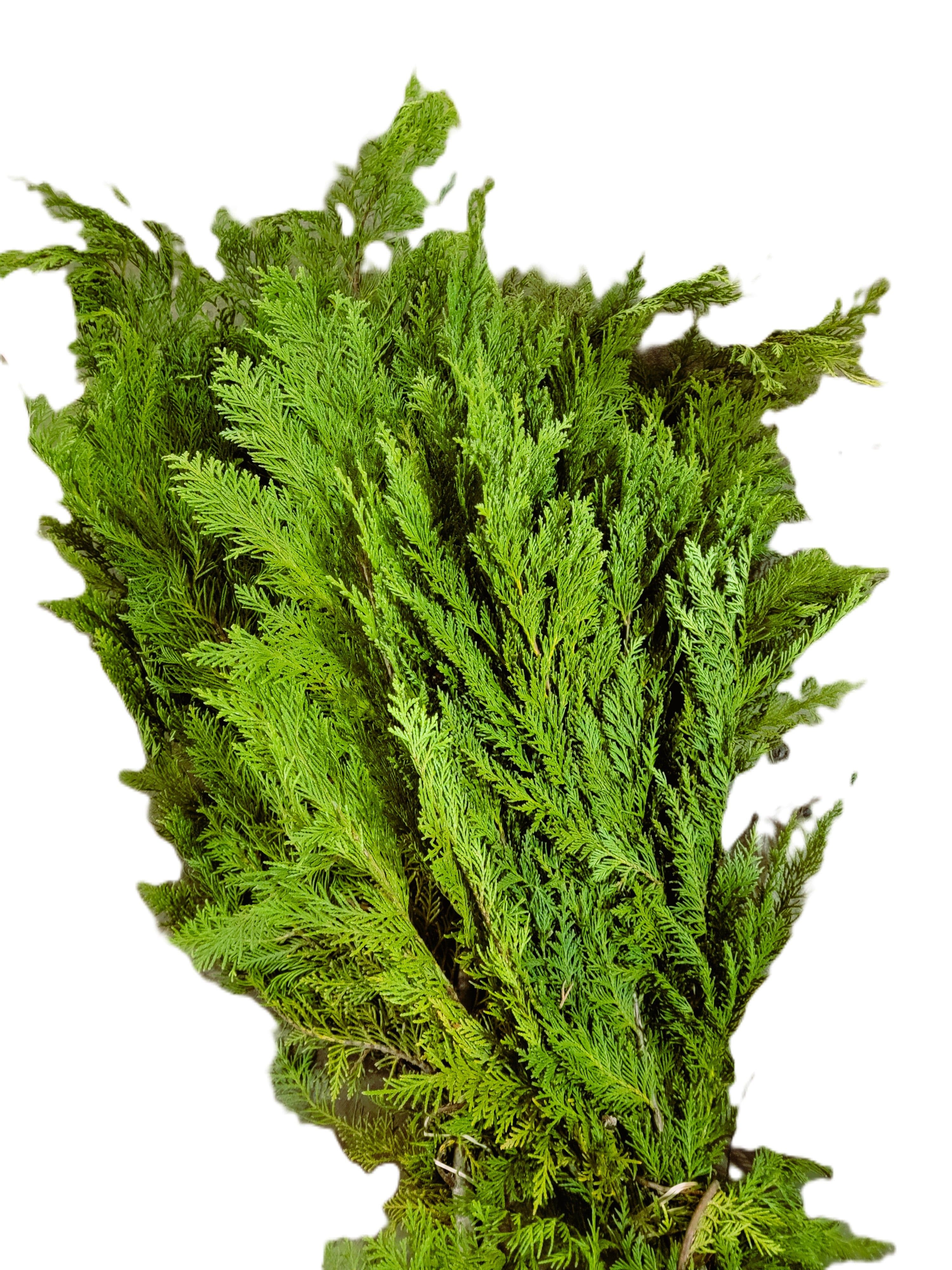 Cedar Port Orford Bunch