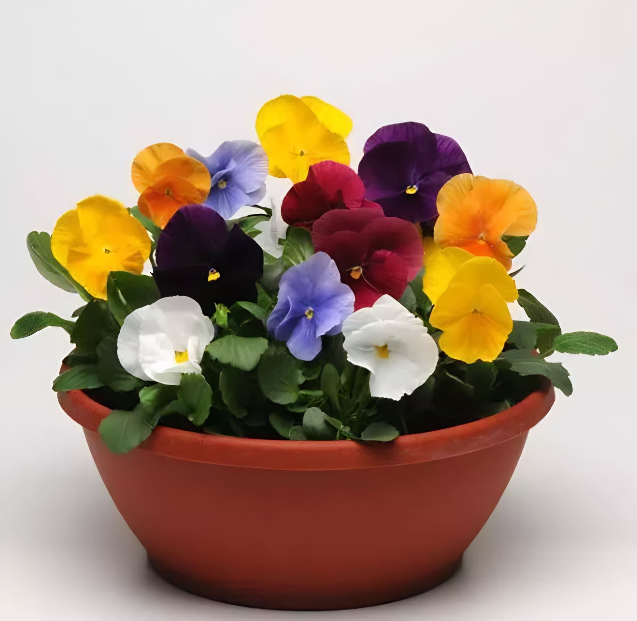 Pansy Matrix Clear Mix